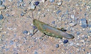 green locust in summer