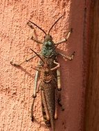 two insects close up