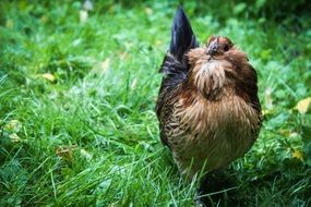 purebred hen in green grass