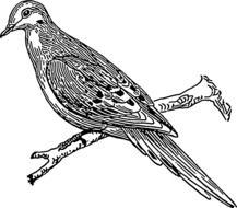 drawing of a perched pigeon