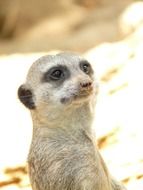 Close-up of the beautiful and cute meerkat in light