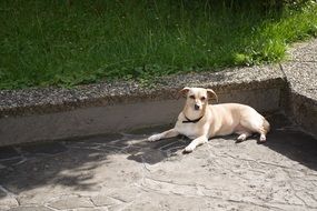 top view of Dog Relax