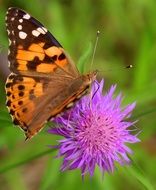 wild butterfly on the purple cornflower