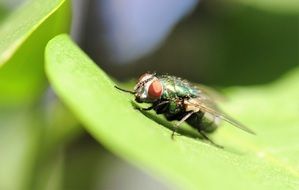 Macro photo of fly on the leaf