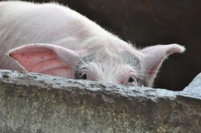 pig on the farm close up