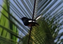 oriental magpie-robin on a green branch