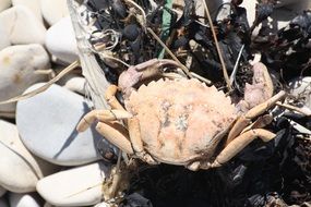 Cute crab among stones under the sun