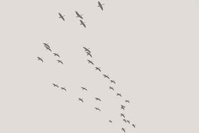 a flock of birds soaring in the sky