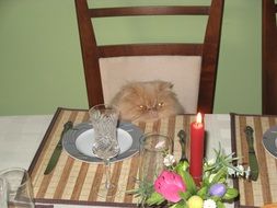 celebration table for Birthday of fluffy red cat