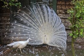 peacock with white feathers