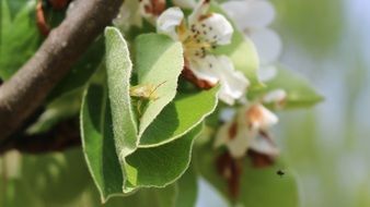 insect in a spring flower