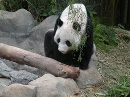 Panda sits on rock