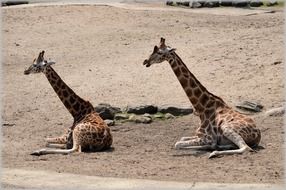two giraffes on sand in the zoo