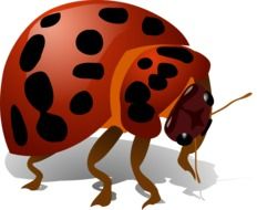 Ladybug with shadow, colorful illustration