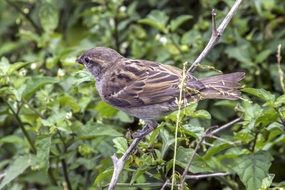 incredibly beautiful small Bird