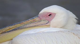 white pelican head in greece