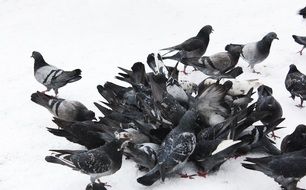 pigeons in a pile in the snow