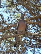 gray dove on a tree in mallorca