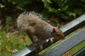 delicious Squirrel Rodent Animal