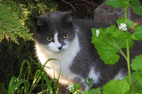 domestic cat hiding in garden plants