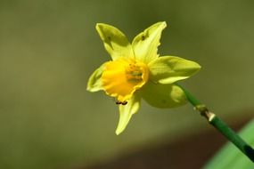 Ð° goosebump sitting on a yellow daffodil