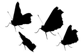 black silhouettes of flying butterflies