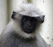 portrait of a gray langur