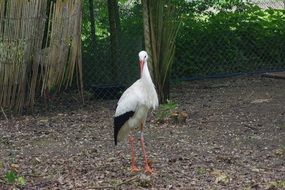 beautiful Stork Birds