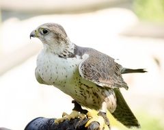kestrel on the hunt