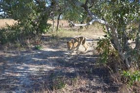 wildlife scene of Lion Prowl in Bush