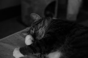 black and white photo with a sleeping domestic cat