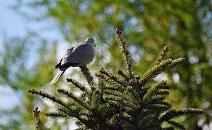 pigeon on the fir tree