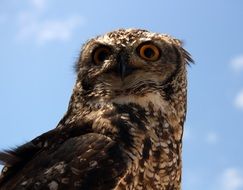 portrait of a wild african owl