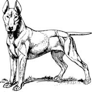 graphic image of a terrier