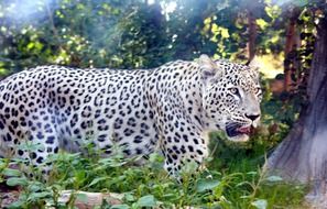 big persian leopard