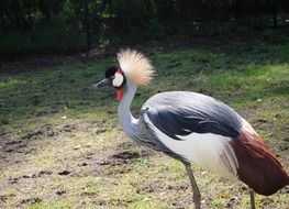 crowned crane in the wild