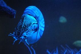 Nautilus or Nautilidae