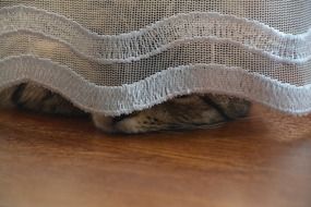 the cat lies on the floor behind the curtain