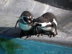 Penguins Water Birds