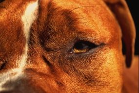 close-up portrait of a brown dog