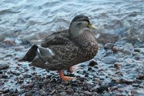 Mallard Animals