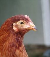 head of a brown chicken in profile