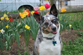 Three Merle Collie Herding Dog