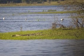 Alligator in pond