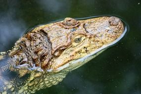 Dangerous crocodile in the wildlife