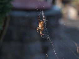 spider on the web in the street