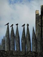 birds resting on the pinnacles of the fence