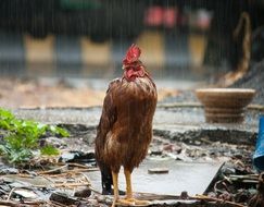 rooster standing under the rain