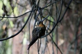 hummingbird is a small bird