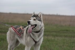 siberian husky on green grass